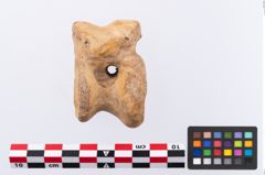 Foto von Astragalus (NHMW-PRAE-002294)